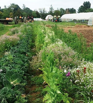 Farm to Fork Gala Benefits Montauk Community Garden